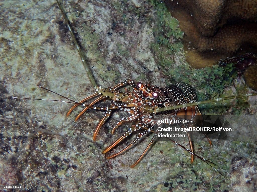 Guinea chick crayfish (Panulirus guttatus) crawls over a rock in the sea, in its natural environment. Dive site John Pennekamp Coral Reef State Park, Key Largo, Florida Keys, Florida, USA, North America
