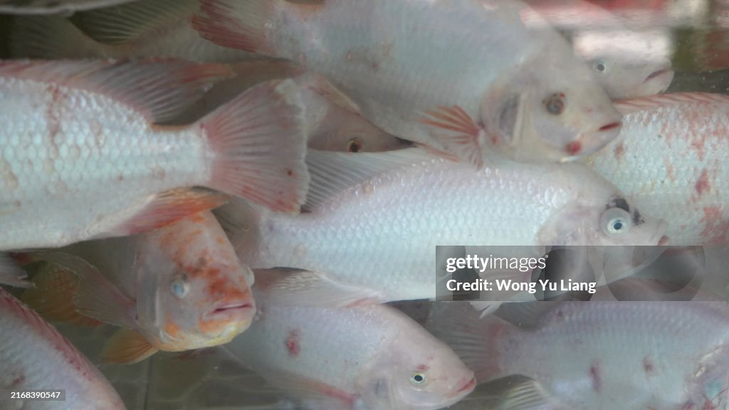 Tilapia Fish in Aquarium , Aquaculture for foods