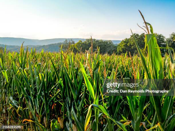 southern fine art - agricultural - close-up corn stalk - maíz tierno fotografías e imágenes de stock