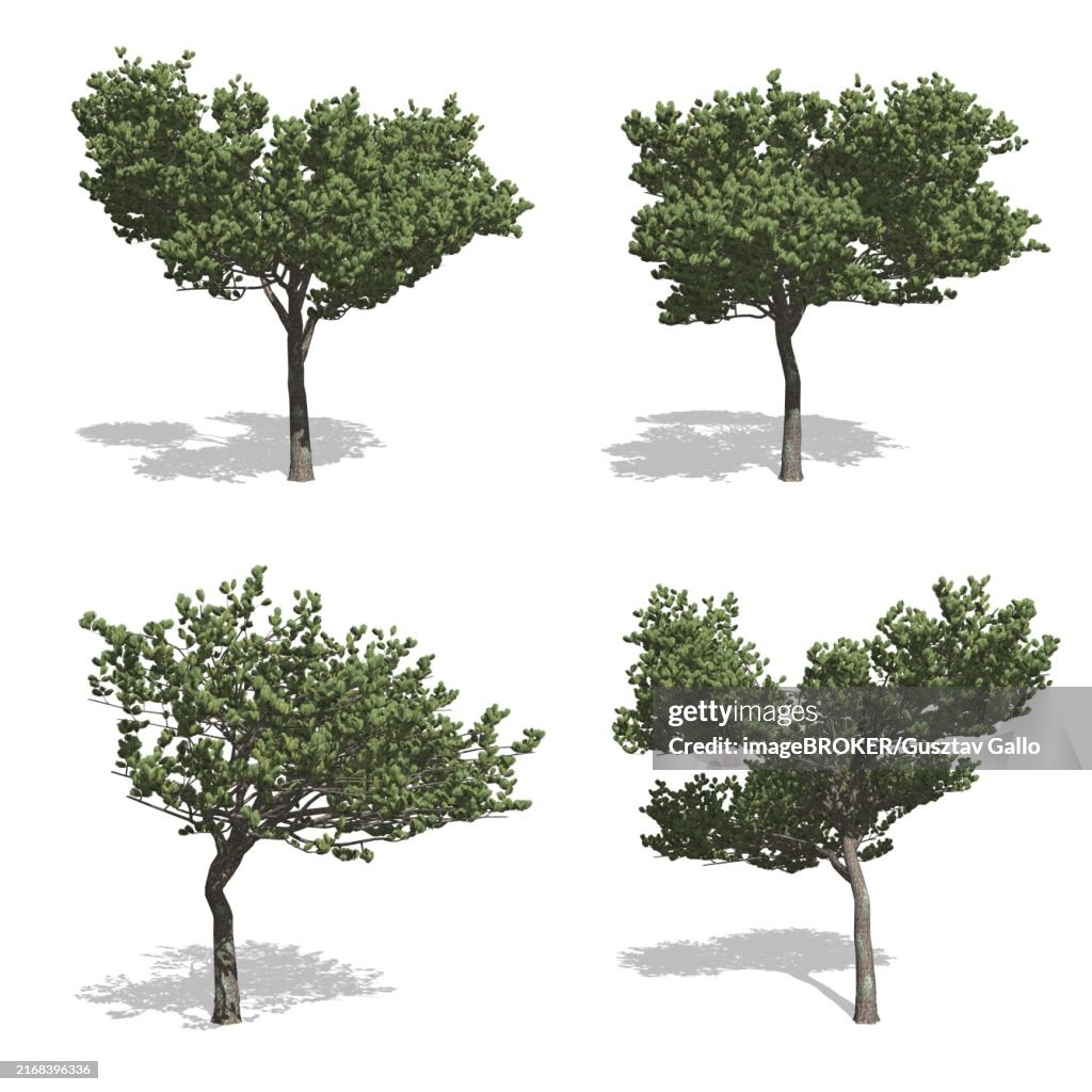 StonePine trees, isolated on white background