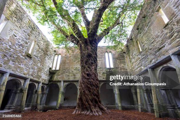 Courtyard with cloister and yew tree at Muckross Abbey on August 13, 2024 in Killarney, Ireland.