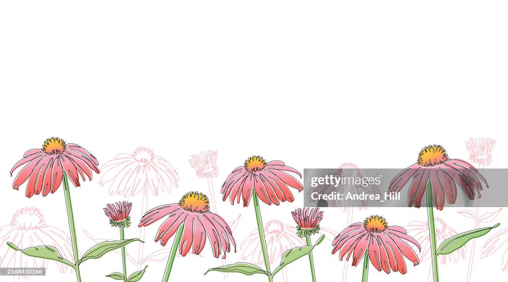 Seamless Echinacea Coneflower Continuous Line Drawing Border with Editable Stroke, Color Elements and Copy Space