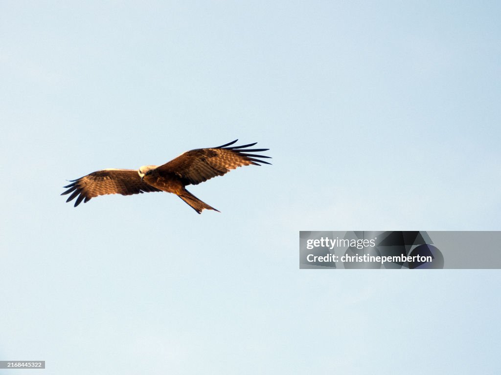 Low angle view of a Black kite (Milvus migrans) in flight, India