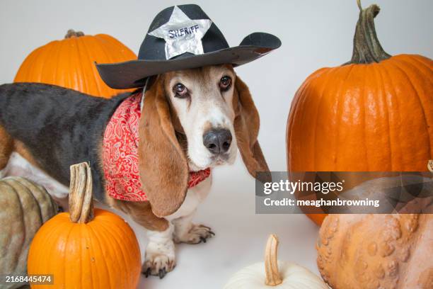 portrait of a basset hound wearing a sheriff outfit standing amongst pumpkins - huisdierenkleding stockfoto's en -beelden