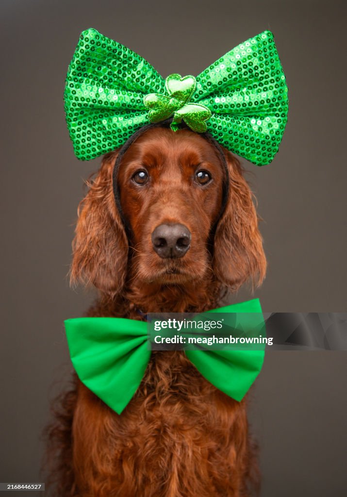 Portrait of an Irish Setter wearing a green bow tie and headband with a bow and four leaf clover