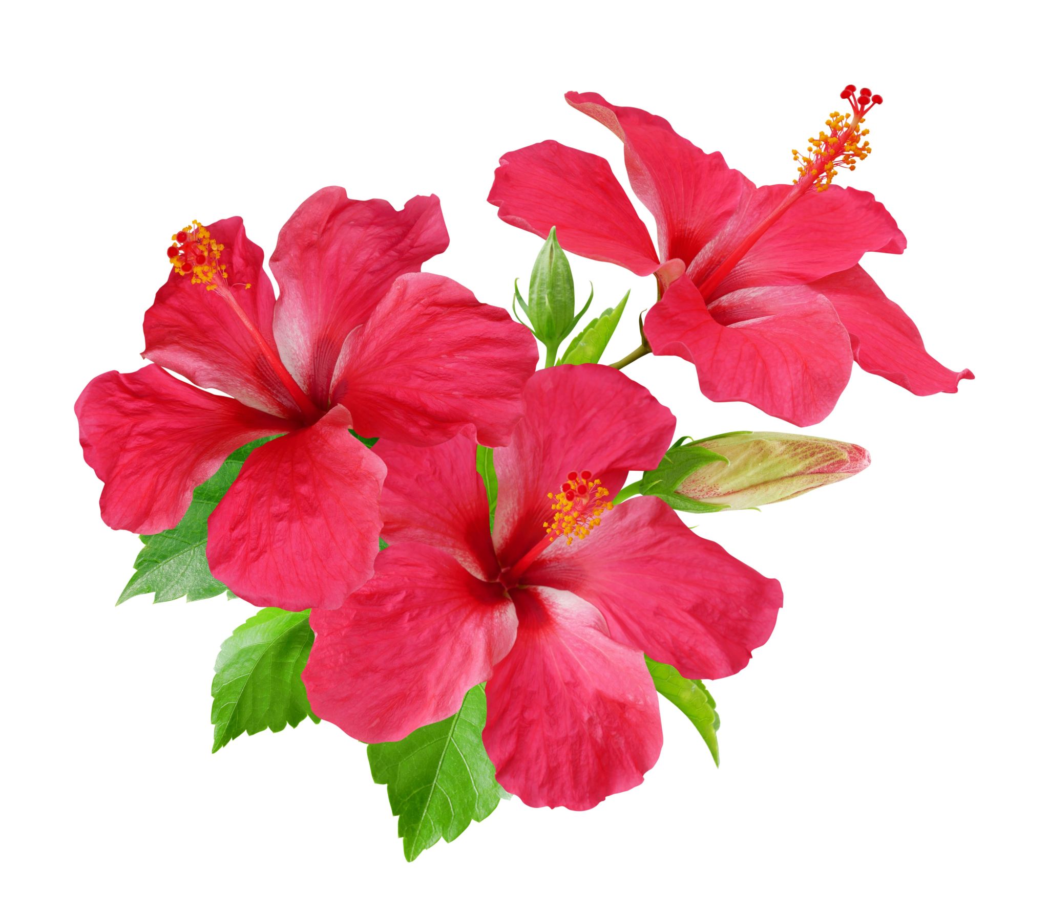 hibiscus flowers