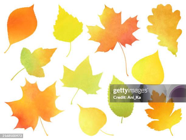 bildbanksillustrationer, clip art samt tecknat material och ikoner med watercolor autumn leaves - höstlövverk