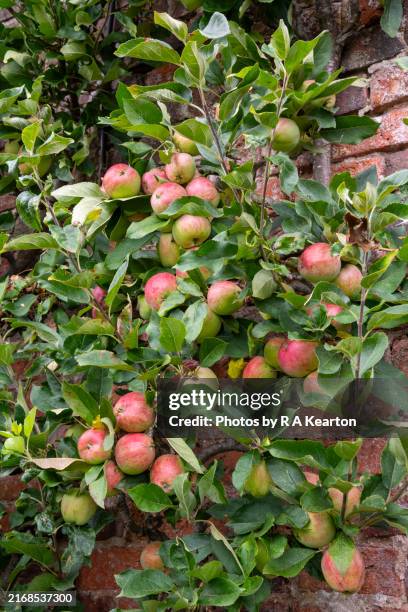 wall trained apple tree bearing fruit - apple tree stock pictures, royalty-free photos & images