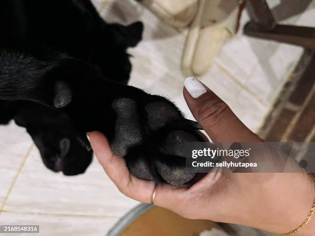 Lab Paws 69 Labrador Paw Print Stock Photos, High-Res Pictures, and Images ...
