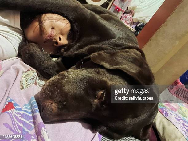 chocolate labrador dog and the owner sleeping together - oxytocin stock pictures, royalty-free photos & images