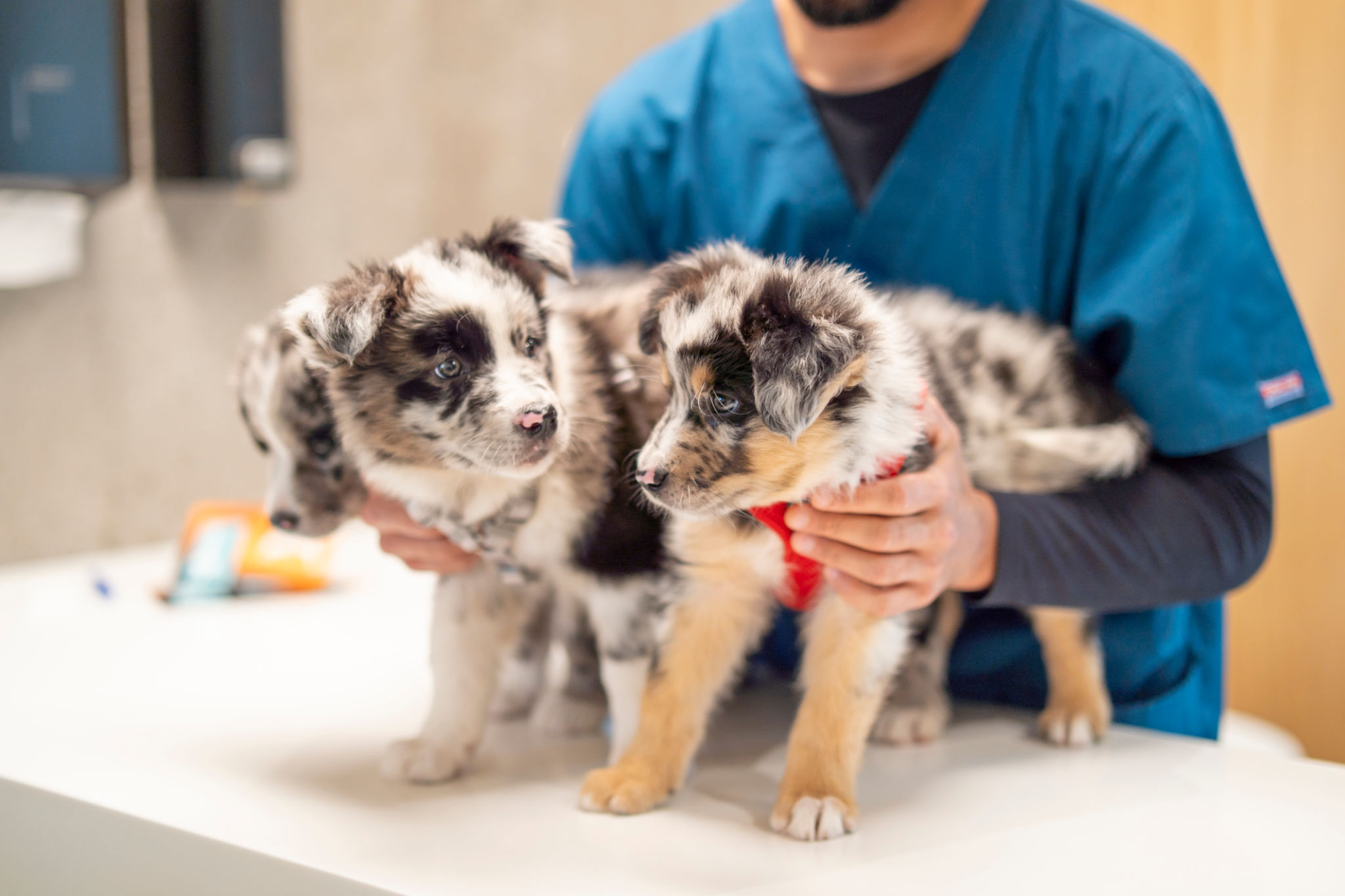 australian shepherd care