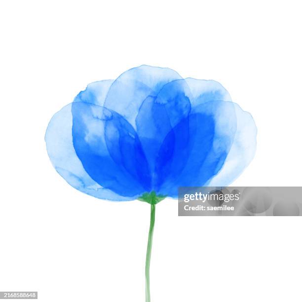 blue watercolor flower - fragility stock illustrations