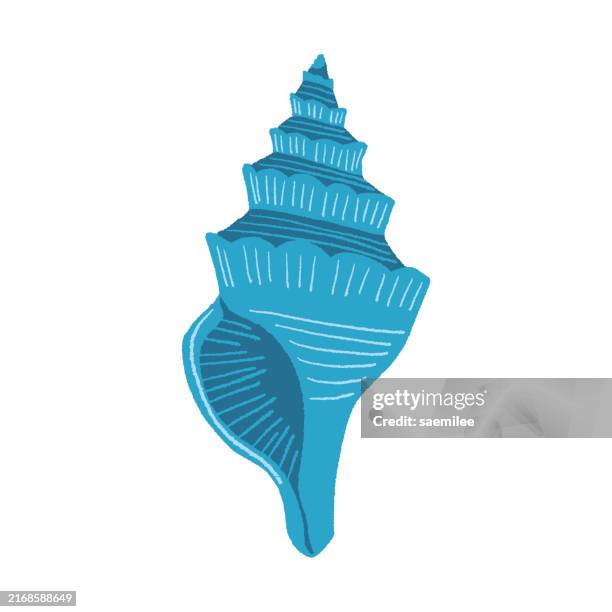 blue conch shell - seashell stock illustrations