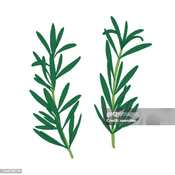 ilustraciones, imágenes clip art, dibujos animados e iconos de stock de rosemary - romero