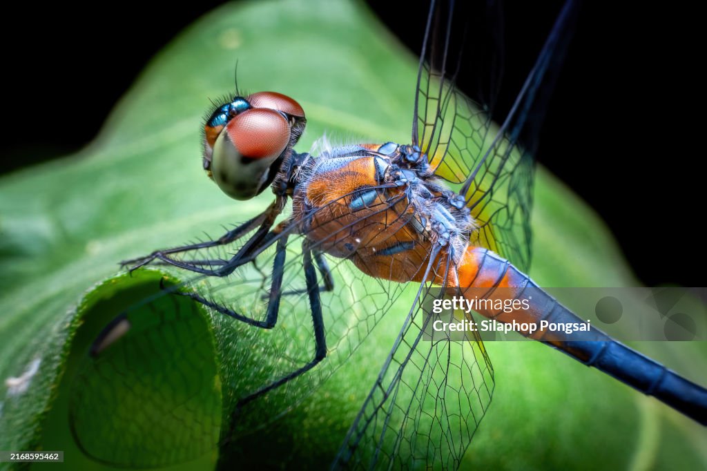 Sharp and detail of portrait Dragon fly (Anisoptera) super macro.