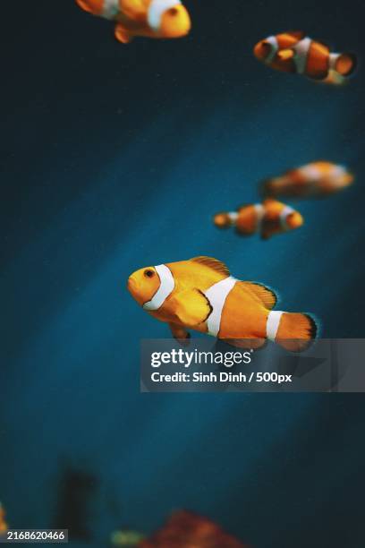 close-up of anemonefish swimming in sea - anemonefish stock pictures, royalty-free photos & images