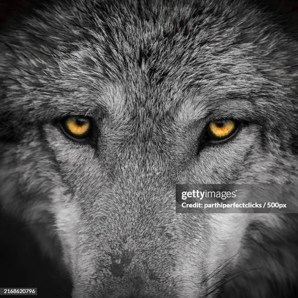 close-up portrait of gray wolf,camp verde,arizona,united states,usa - tierkopf stock-fotos und bilder