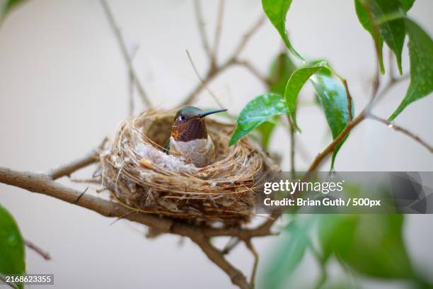 close-up of bird nest on tree,los angeles,california,united states,usa - birds nest stock pictures, royalty-free photos & images