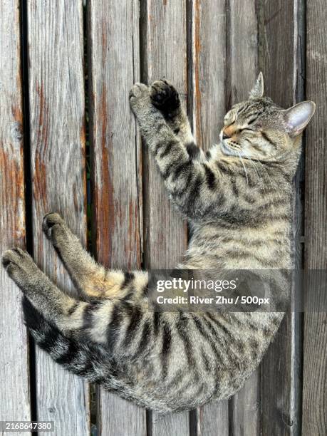 high angle view of cat sleeping on wood,beijing,china - zhu zhu pets fotografías e imágenes de stock
