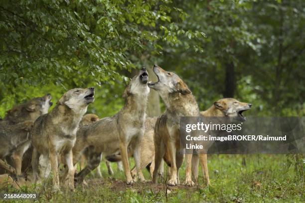 Howlington Pack 27 Wolf Pack Howling Stock Photos, High-Res Pictures, and Images ...