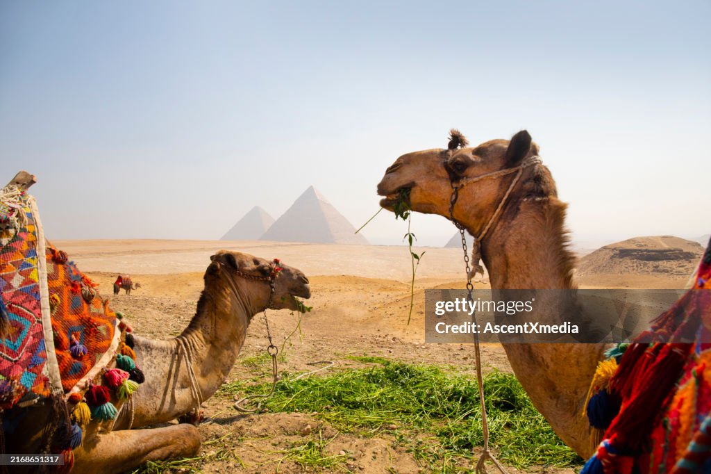 Kairo Pyramiden Kamele beim Frühstück