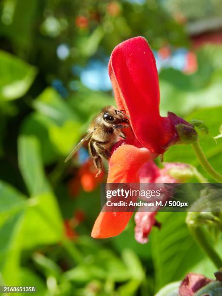 Firebee Insect 733 Fire Bee Stock Photos, High-Res Pictures, and Images - Getty Images