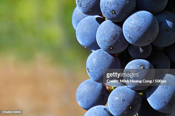 Grape Neigh 797 Wet Grapes Stock Photos, High-Res Pictures, and Images - Getty Images