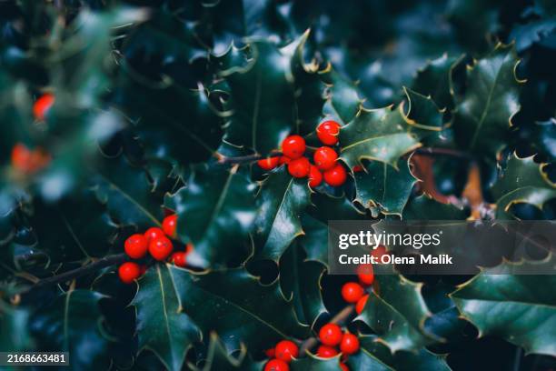 winter natural background. holly berries - mistletoe stock pictures, royalty-free photos & images