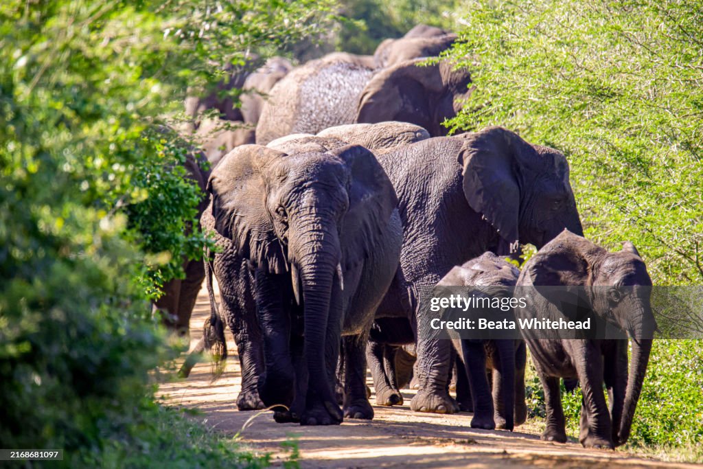 African Elephants Strolling Through the Paths of Isimangaliso Wetland Park, South Africa