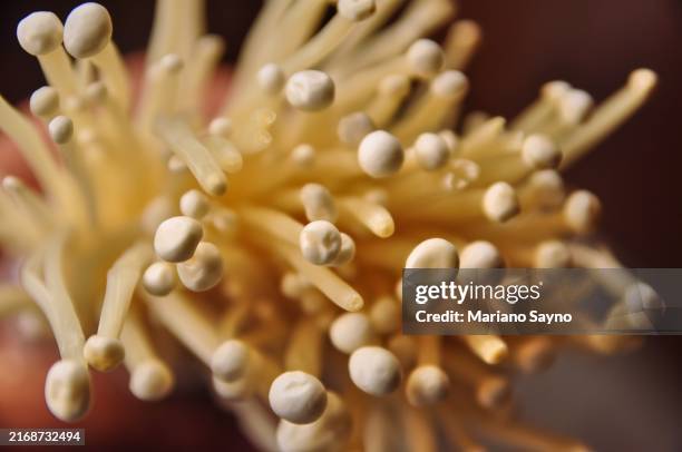 a close-up of a fresh enoki mushroom, ready for cooking. - enoki mushroom stock pictures, royalty-free photos & images