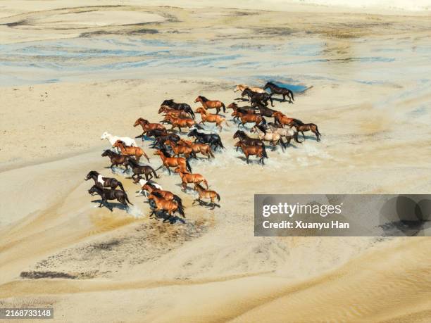 a herd of horses running on the riverbed - innere mongolei stock-fotos und bilder