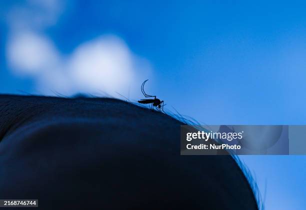 The Aedes mosquito is a known vector for several viruses, including West Nile virus, yellow fever virus, dengue virus, chikungunya virus, and Zika...