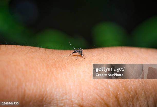 The Aedes mosquito is a known vector for several viruses, including West Nile virus, yellow fever virus, dengue virus, chikungunya virus, and Zika...