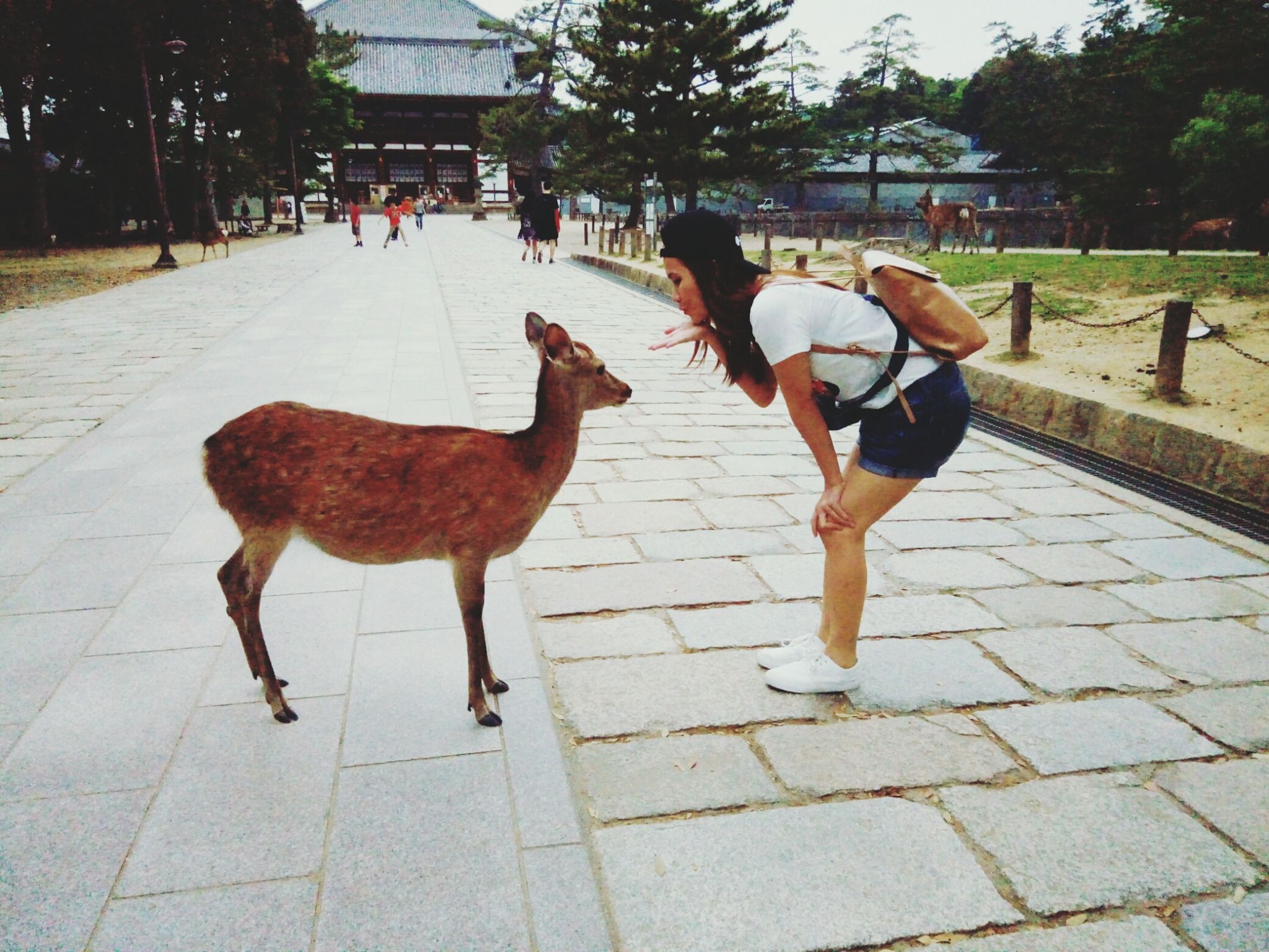 Side View Of Young Woman Blowing Kiss At Sika Deer At Nara Park Side View Of Young Woman Blowing Kiss At Sika Deer At Nara Park