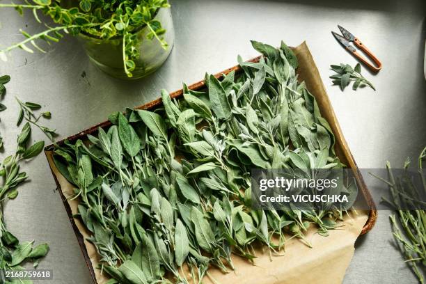 freshly picked sage leaves on baking tree for drying - fitoterapia imagens e fotografias de stock