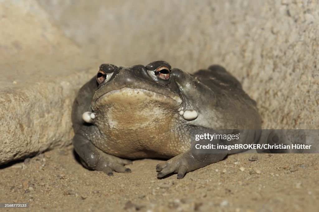 Colorado toad or Sonora desert toad (Incilius alvarius. Bufo alvarius), captive, occurrence in North America