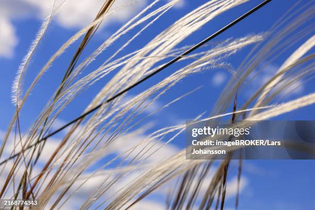 feather grass (stipa pennata) from below against a blue sunny sky - plante herbacée photos et images de collection