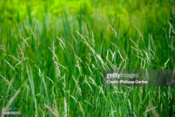 close-up of tall grass - grass family stock pictures, royalty-free photos & images