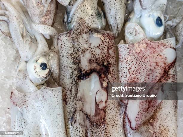 close-up of octopus - mollusc stock pictures, royalty-free photos & images
