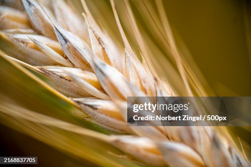 Close-up of wheat Close-up of wheat