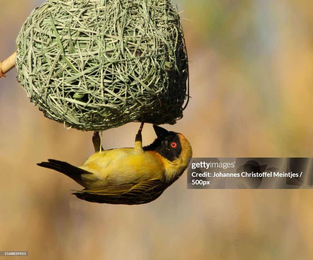 Close-up of bird feeder