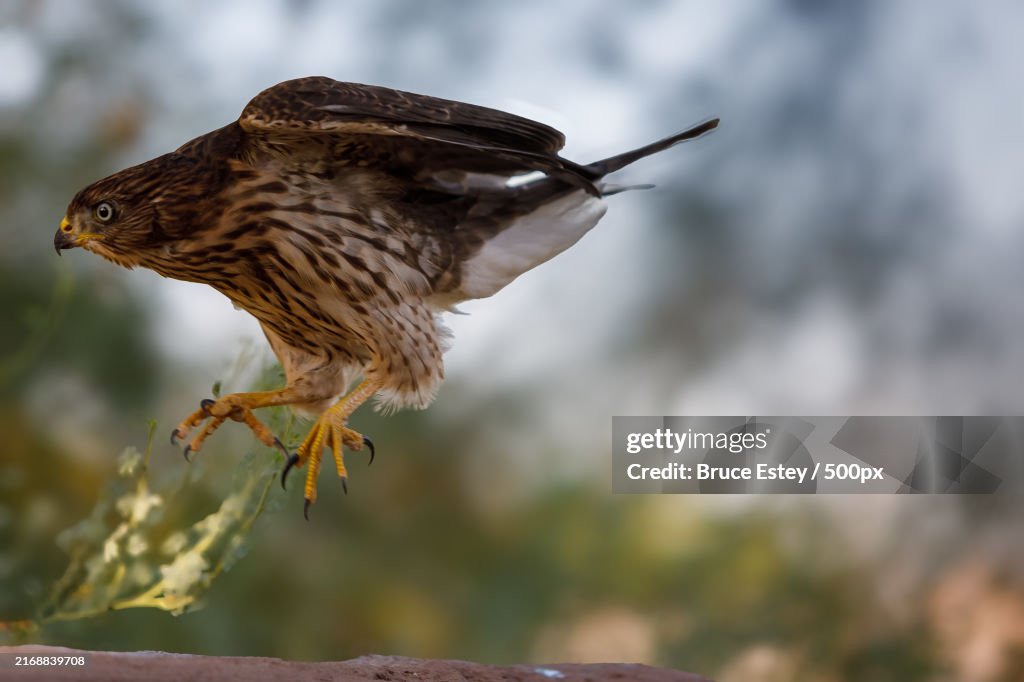 Close-up of hawk of prey perching on branch,Mesa,Arizona,United States,USA