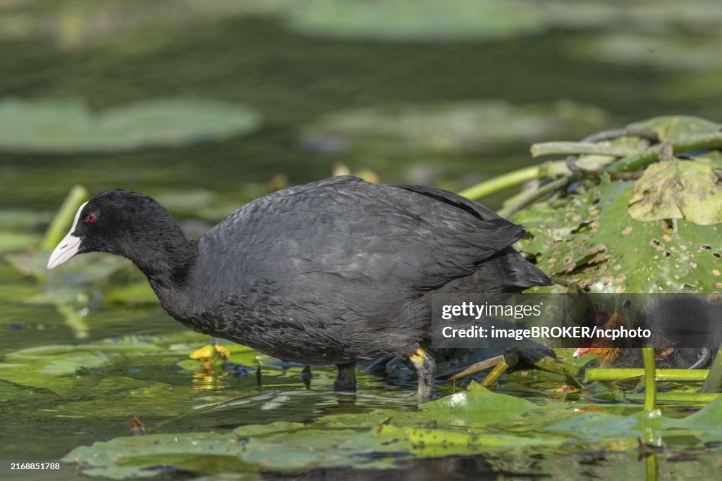Eurasian burbot (Fulica atra) feeding its chicks. Bas Rhin, Alsace, France, Europe