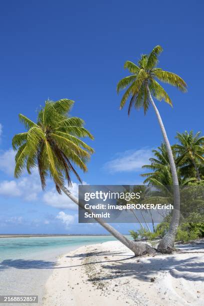 coconut palm (cocos nucifera), picturesque secluded beach, tikehau, atoll, tuamotu archipelago, tuherahera, rangiroa, french polynesia, oceania - atoll stock-fotos und bilder