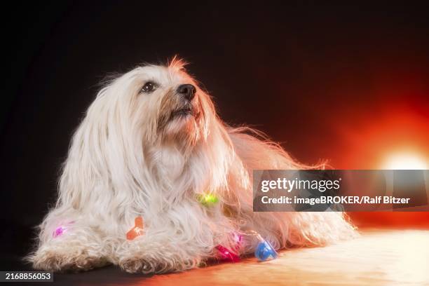 a small white havanese lies on the studio floor and looks slightly upwards, the dog has a string of lights around its neck and in the background an additional flash with an orange foil has been lit - bichon stock-fotos und bilder