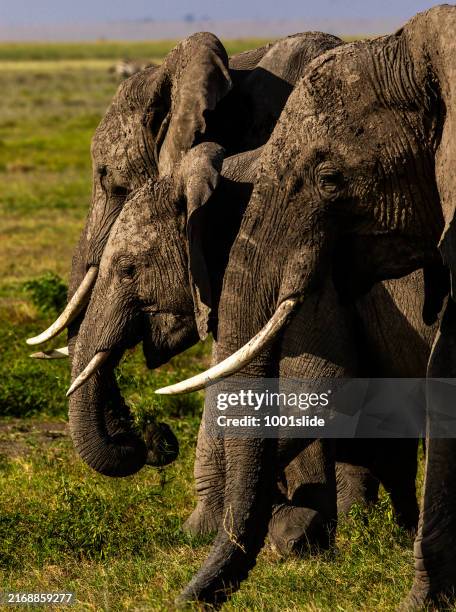 elefante três africano no deserto - grupo pequeno de animais - fotografias e filmes do acervo