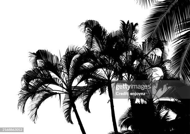 ilustraciones, imágenes clip art, dibujos animados e iconos de stock de palmeras tropicales - tailandia