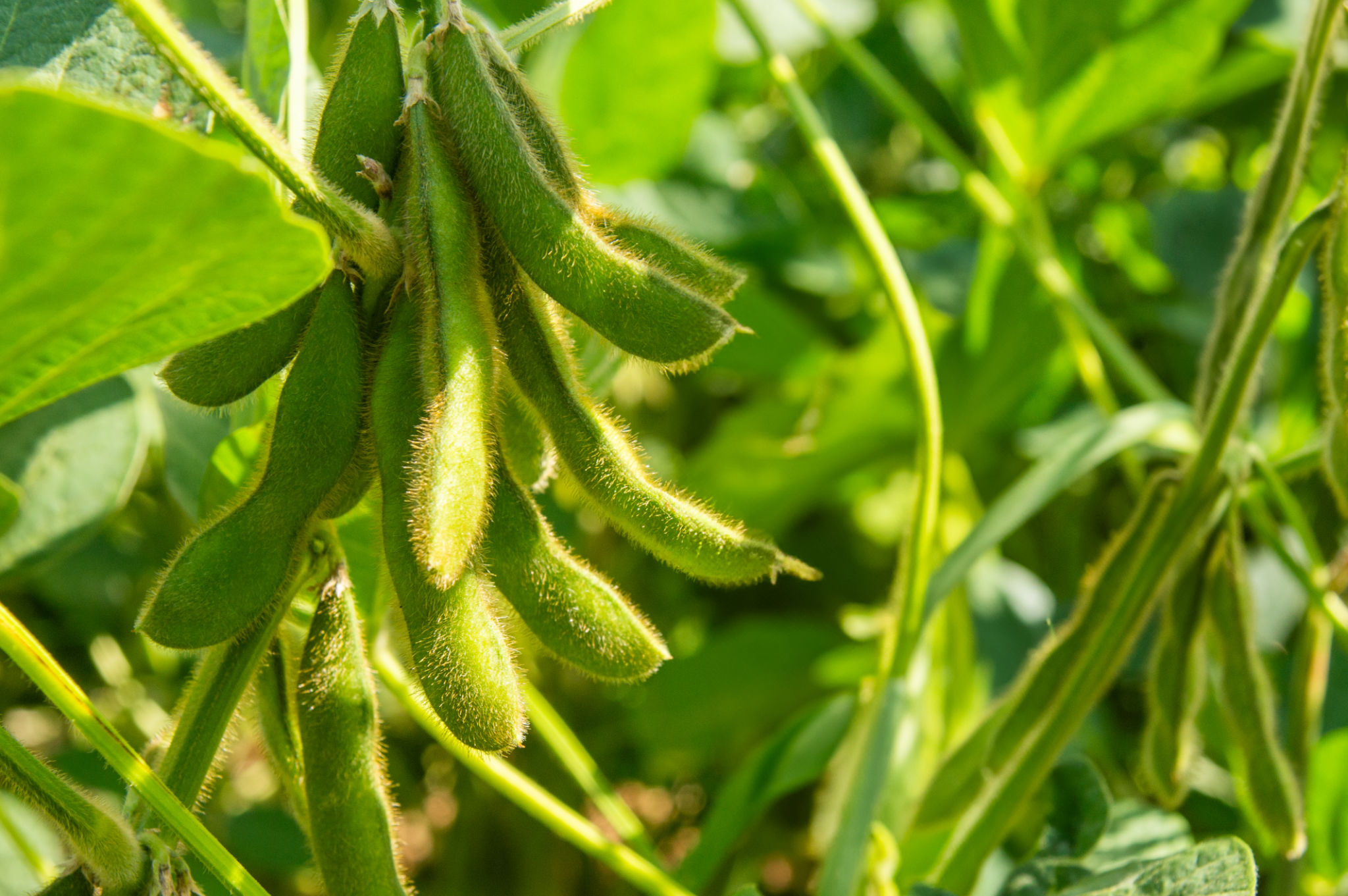 crop yield
