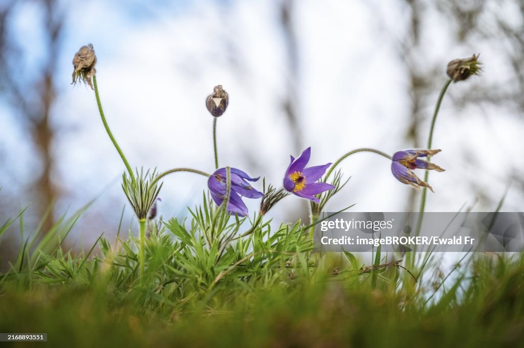 Withering greater pasque flowers (pulsatilla grandis)