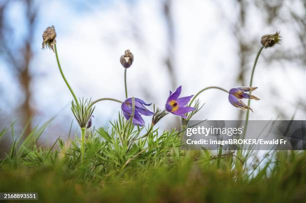 Withering Greater Pasque Flowers , 照片檔